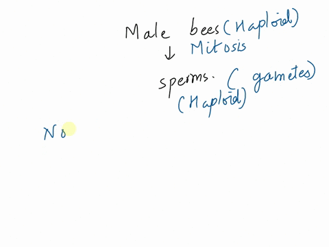46-female-bees-are-diploid-and-male-bees-are-haploid-the-haploid-males-produce-sperm-and-can-successfully-mate-with-diploid-females-fertilized-eggs-develop-into-females-and-unfertilized-eggs-35392
