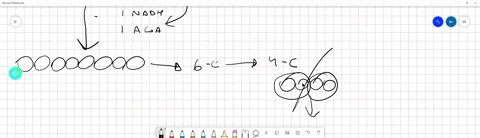 calculate-the-total-number-of-atp-you-will-produce-from-a-single-10-carbon-fatty-acid-chain-97486