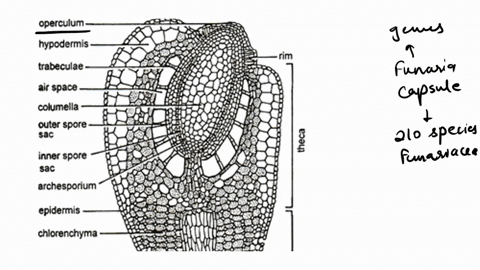 sketch-and-label-the-internal-structure-of-lid-of-capsule-in-funaria-68806