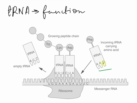 what-is-the-function-of-a-trna-molecule-to-bring-an-amino-acid-to-a-ribosome-to-carry-the-instructions-for-making-a-protein-to-a-ribosome-to-attach-to-mrna-and-take-it-to-a-ribosome-to-coval-81233