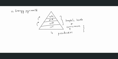 an-energy-pyramid-shows-the-loss-of-energy-at-each-trophic-level-which-explains-why-energy-is-not-really-lost-a-some-energy-remains-in-the-first-trophic-level-b-an-organism-conserves-its-ene-29773