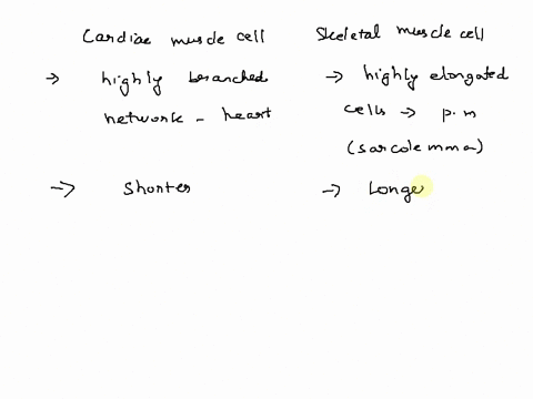 cardiac-muscle-cells-and-skeleta-muscle-cells-differ-in-a-few-ways-which-of-the-following-is-not-one-of-them-cardiac-muscle-cells-lack-transverse-tubules-cardiac-muscle-cells-are-smaller-in-26963