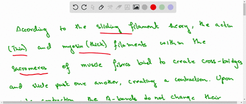 why-do-the-bands-of-a-muscle-sarcomere-change-length-during-contraction-59564