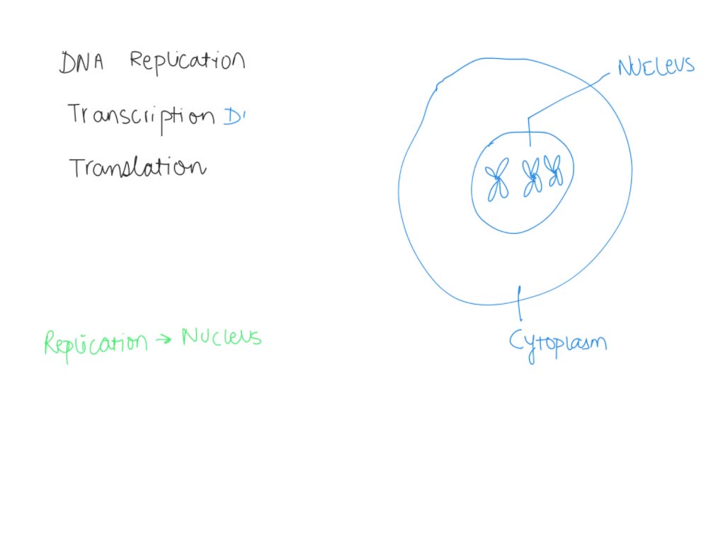 SOLVED DNA Replication Transcription Translation Location inside a