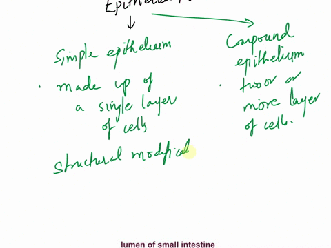 state-the-location-and-function-of-columnar-epithelium-where-and-how-is-its-modified-write-function-of-its-modified-tissue-62767
