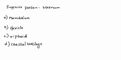 11the-superior-portion-of-the-sternum-is-called-the-a-manubrium-k-b_-clavical-p-c-xiphoid-process-n-d-costal-cartlage-34386