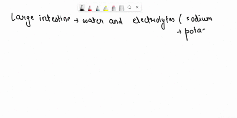 what-substances-are-absorbed-in-the-large-intestines-10049