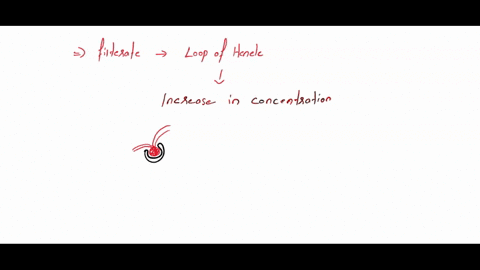 as-filtrate-moves-through-the-loop-of-henle-the-concentration-of-the-filtrate-changes-describe-how-and-why-this-happens-00643