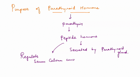 which-of-the-following-best-describes-the-purpose-of-the-parathyroid-hormone-a-it-decreases-the-blood-calcium-level-and-decreases-blood-phosphorus-level-b-it-decreases-the-blood-calcium-leve-13754
