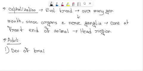 what-are-the-possible-advantages-and-disadvantages-in-the-evolutionary-trend-toward-cephalization-of-the-nervous-system-80157