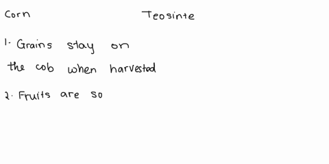 corn-vs-teosinte-group-the-following-descriptions-to-dlescribe-the-differences-between-corn-and-teosinte-teosinte-an-ancestral-grass-that-closely-resembles-wheat-grains-scaiter-when-harveste-85024