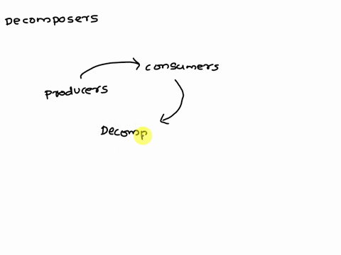 which-sentences-describe-decomposers-in-a-food-chain-they-are-the-final-link-in-the-energy-flow-in-a-food-chain-or-a-food-web-they-are-fungi-and-animals-that-feed-on-dead-organic-matter-plan-41173