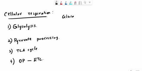 how-do-glycolysis-pyruvate-processing-the-krebs-cycle-and-the-electron-transport-chain-work-together-to-provide-energy-for-the-cell-03303