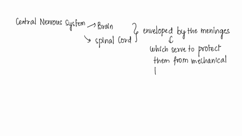 which-protective-covering-of-the-brain-provides-passageways-for-cerebrospinal-fluid-csf-to-drain-into-the-superior-sagittal-sinusa-periosteal-part-of-the-dura-materb-membranous-part-of-the-d-07997