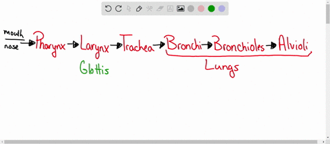 which-of-the-following-structures-found-in-the-human-respiratory-system-are-surrounded-by-cartilage-in-order-to-keep-them-open-at-all-times-trachea-pharynx-glottis-diaphragm-larynx-bronchi-l-89536