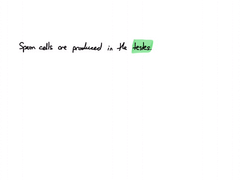 sperm-cells-are-produced-in-the-prostate-gland-testes-scrotum-ovaries