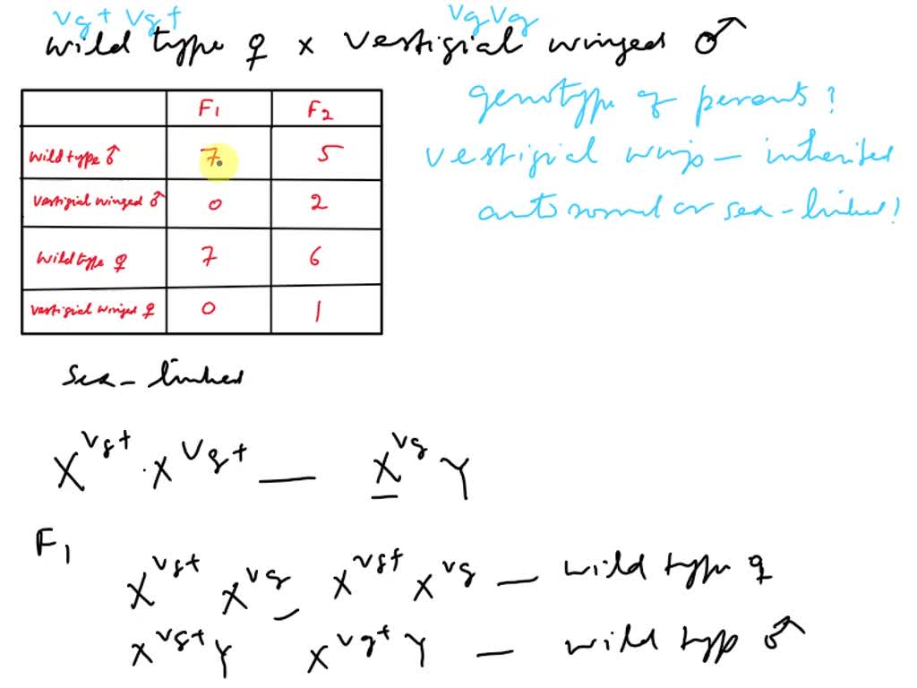 SOLVED: Question 13 (10 points): A simple Drosophila melanogaster cross