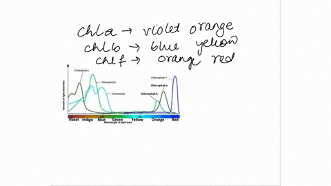 refer-to-the-absorption-spectrum-below-for-the-next-questions-18-look-at-all-the-different-types-of-chlorophyll-what-colours-of-light-is-absorbed-cherchiilo-chloroncoll-chbrcrylb-chlorophyll-11396