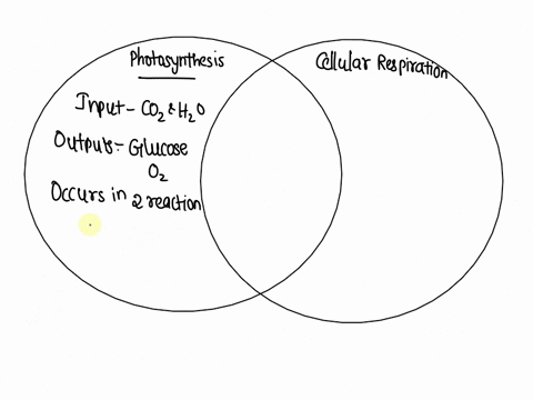photosynthesis and cellular respiration venn diagram