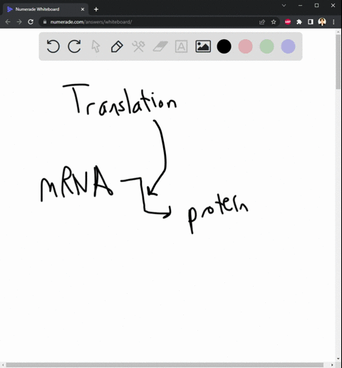 which-statement-about-translation-is-false-translation-is-rna-directed-polypeptide-synthesis-an-mrna-molecule-typically-carries-information-to-translate-3-or-more-different-genes-at-the-same-53604