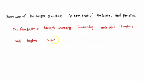 name-some-of-the-major-structures-in-each-part-of-the-brain-forebrain-midbrain-and-hindbrain-and-their-functions-03694