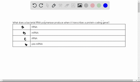 what-does-a-bacterial-rna-polymerase-produce-when-it-transcribes-a-protein-coding-gene-a-rrna-b-tr-2-81717