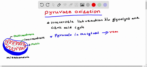 pyruvate-oxidation-occurs-in-the-mitochondrial-inner-membrane_-the-mitochondrial-matrix-the-cytosol-the-mitochondrial-intermembrane-space-97103