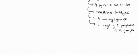 describe-the-structure-and-formation-of-the-hemoglobin-molecule-67394