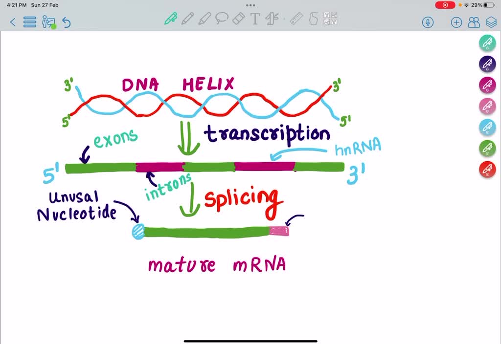 bioinformatics - problem with reversing dna mrna... SOLVED: Refer t0 tne accompanying figure: Tne reason mRNA transcript Is ...