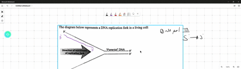 the-diagram-below-represents-a-dna-replication-fork-in-a-living-cell-dlrectlon-of-movement-of-replicatlon-fork-parental-dna-a-add-the-two-new-dna-strands-bcing-synthesized-to-the-diagram-cle-48423