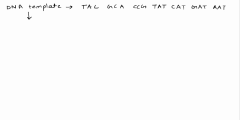 part-2-compare-the-mutated-strands-of-dna-to-the-original-template-dna-in-number-one-template-dna-sequence-with-no-mutations-tac-gca-ccg-tat-cat-gat-aat-transcribe-the-dna-to-make-a-mrna-mol-18104