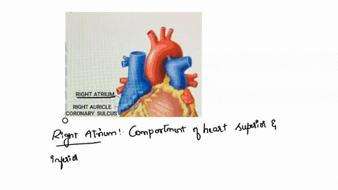 correctly-label-the-following-external-anatomy-of-the-anterior-heart-not-all-terms-will-be-used-right-atrium-right-ventricle-left-atrium-left-ventricle-right-auriclo-coronary-sulcus-anidtlor-25474