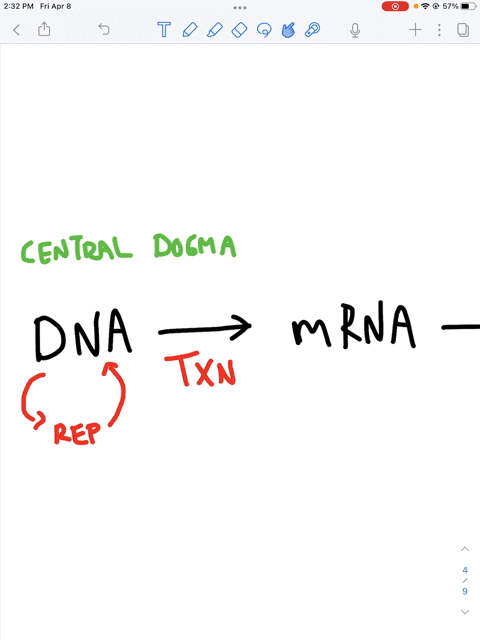 what-is-the-product-of-transcription-what-is-the-product-of-translation-what-is-the-product-of-dna-replication-select-one-rna-protein-dna-dna-protein-rna-protein-rna-dna-drna-rna-dna-protein-75993