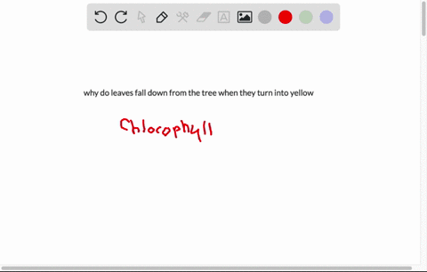 why-do-leaves-fall-down-from-the-tree-when-they-turn-into-yellow-57814