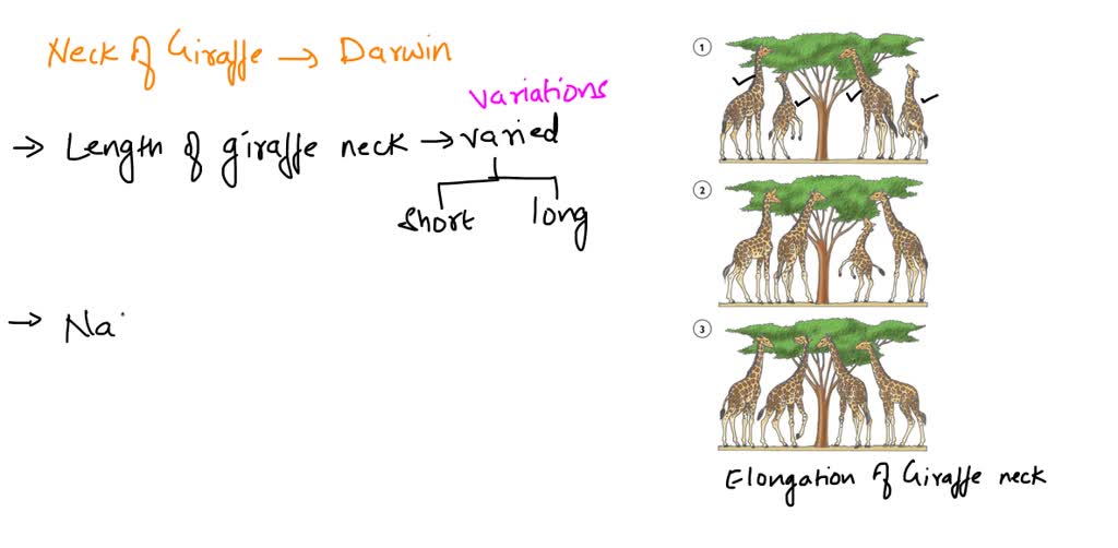 SOLVED: If mutation occure due to genetic changes not by physical