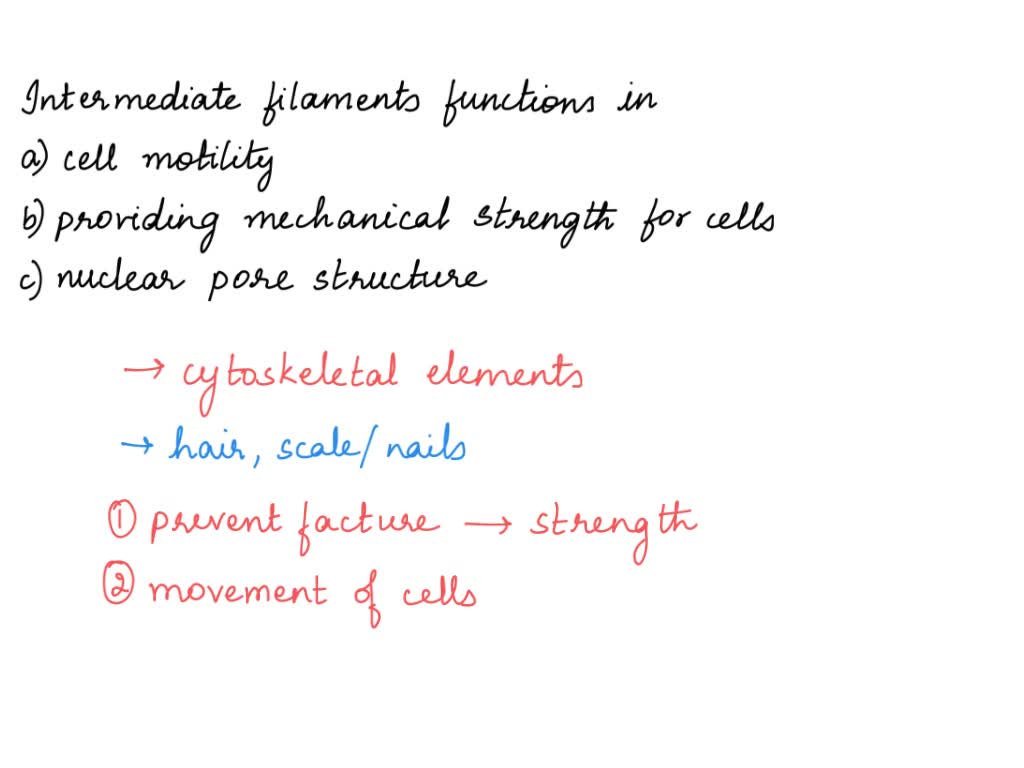 SOLVED Intermediate filaments function in Answers A. cell motility. B