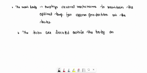 describe-the-ways-that-the-male-body-maintains-proper-temperature-regulation-of-the-testes-for-optimal-sperm-production-68222