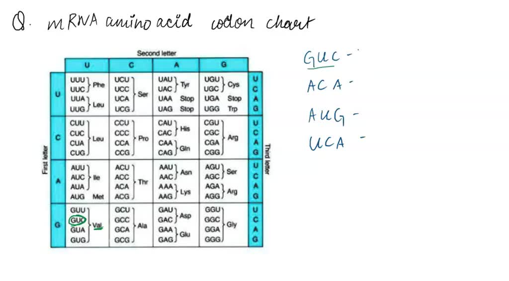 SOLVED 'PLs, help me with this biology question, please! (I will mark