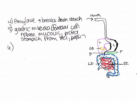 1-what-is-secretion-2-what-is-digestion-3-what-is-absorption-4-what-enzyme-is-released-from-the-saliva-what-is-its-function-5-name-the-cells-found-in-the-mucosal-layer-of-the-stomach-what-does-each-ce