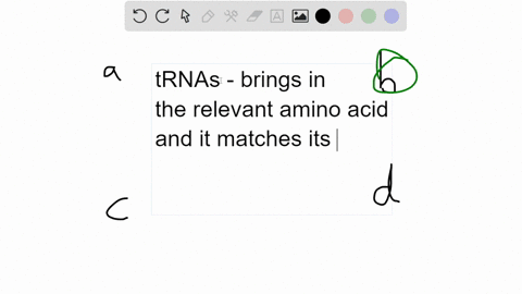 the-discovery-of-trnas-was-critical-to-understanding-how-translation-of-mrna-to-amino-acids-works-because-______-trnas-serve-as-the-catalyst-for-peptide-bond-formation-between-amino-acids-in-95365