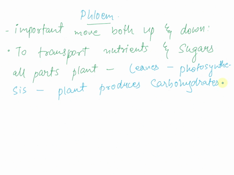 why-is-it-important-to-the-plant-that-phloem-moves-both-up-and-down-72445