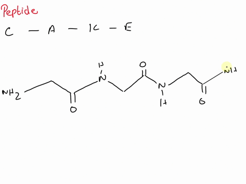 1-draw-the-peptide-cake-include-chirality-and-protonation-states-at-physiological-ph-what-is-the-overall-charge-of-the-peptide-85063