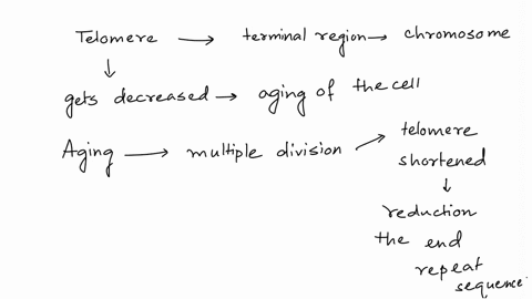 what-is-the-importance-of-telomeres-explain-how-and-why-telomeres-changes-over-time-98071