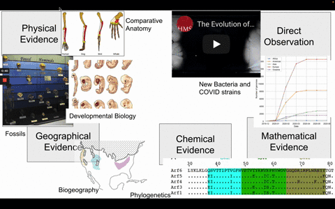 why-do-scientists-overwhelmingly-accept-the-theory-of-evolution-a-because-the-theory-has-overwhelming-evidentiary-support-b-because-the-theory-explains-and-predicts-independent-lines-of-evid-78115