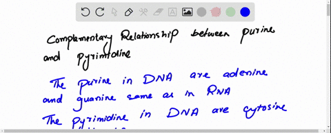 complementary-relationships-between-purines-and-pyrimidines-complementary-relationships-between-purines-and-pyrimidines-allow-adenine-to-form-two-hydrogen-bonds-with-thymine-or-uracil-and-gu-62956