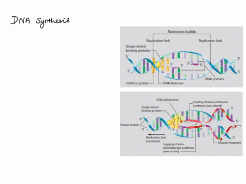 which-statement-correctly-describes-why-the-dna-synthesis-is-discontinuous-on-one-template-strand-while-continuous-on-the-other-select-all-that-apply-1-it-is-due-to-the-difficulty-in-unwindi-13853