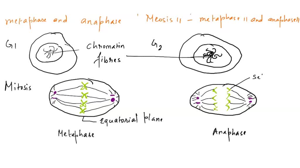 SOLVED Generating Cell Is 2n And Will Soon G0 Through Meiosis And 