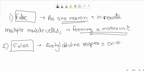 question-18-one-neuron-always-innervates-only-one-muscle-cell-0-true-false-jestion-17-there-are-acetylcholine-receptors-on-the-sarcoplasmic-reticulum-true-0-false-question-16-skeletal-muscle-78407