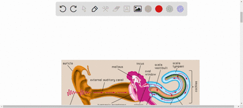 1-how-do-the-ossicles-of-the-middle-ear-transmit-sound-wave-information-to-the-inner-ear-e-g-explain-how-the-movement-of-the-boncs-changes-based-on-frequency-and-amplitude-2-explain-how-freq-38828