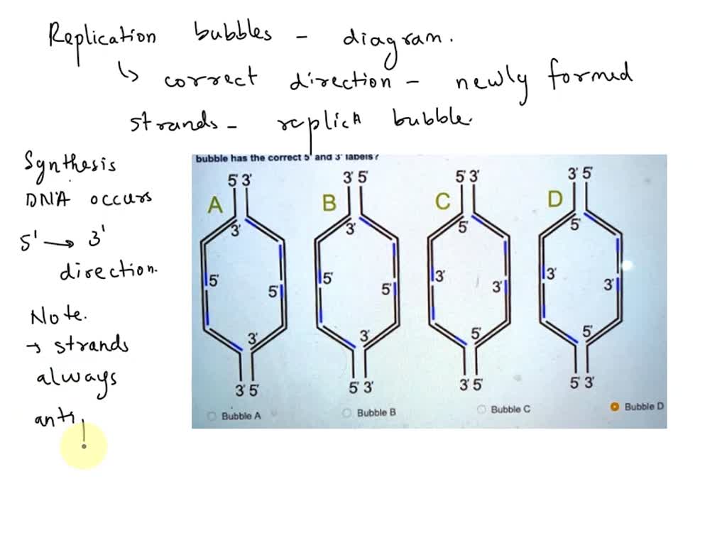 the following shows a transcription bubble identify... SOLVED: consider the following transcription bubble. if RNA polymerase ...